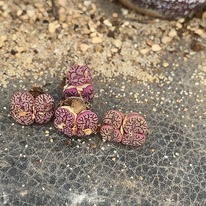 22525霓虹安贞一颗