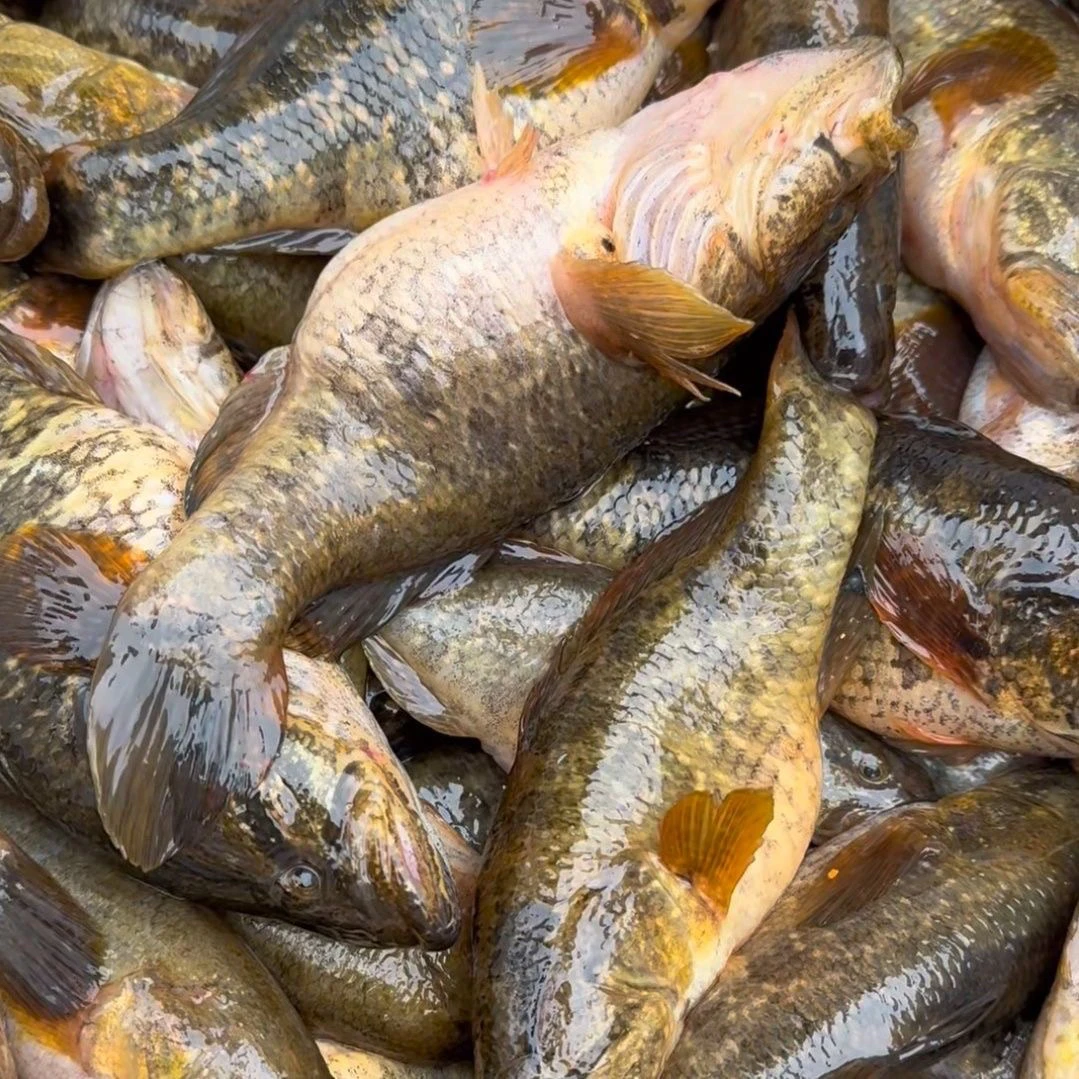 东北野生特大老头鱼