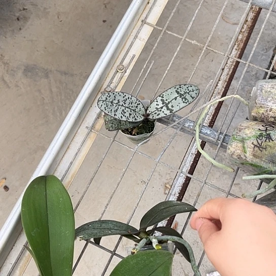 完全开放银叶西1.7