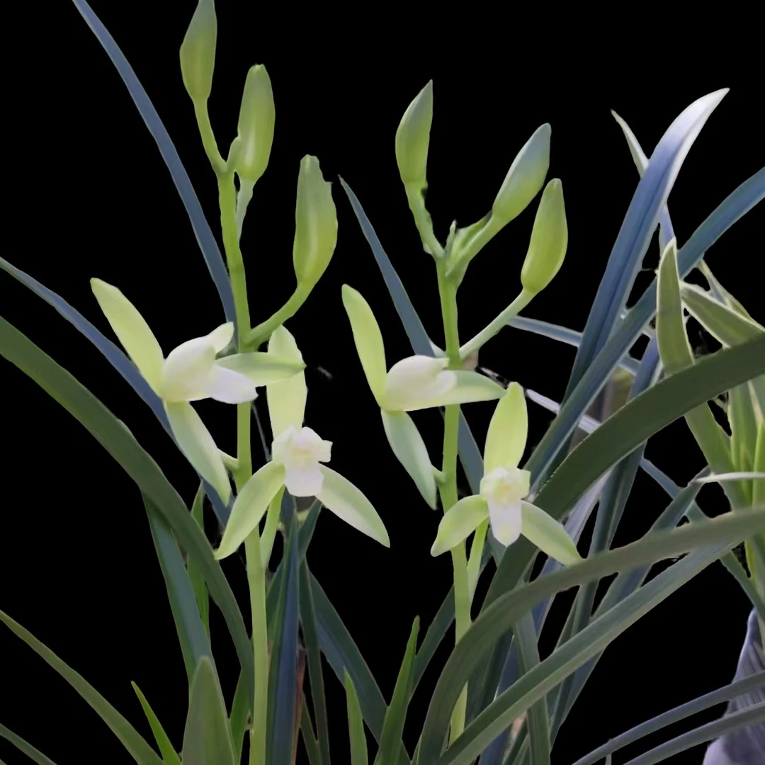 一物一拍兰花.盆栽.绿植.阳台.室内外花卉易养活