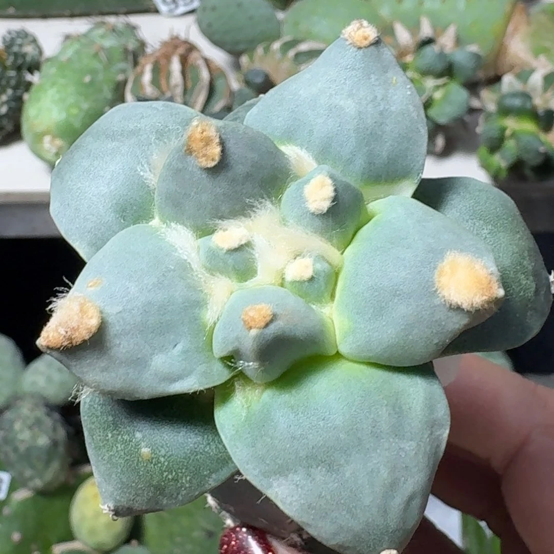 【闪购商品】无花朵欢*哥白肌大尤789