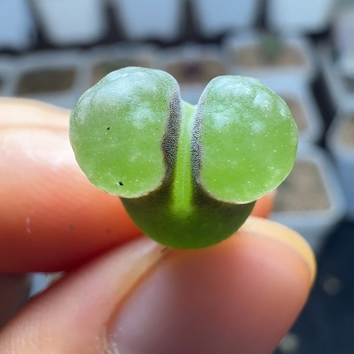 527云朵窗磁铁一颗