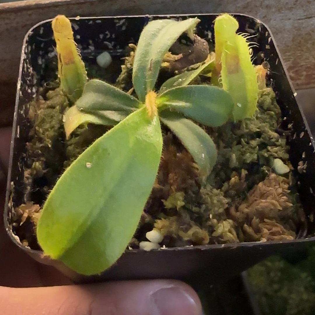 无花朵专拍猪笼草