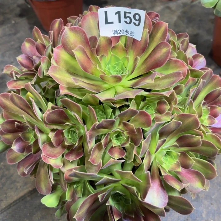 瑞妈多肉植物159.