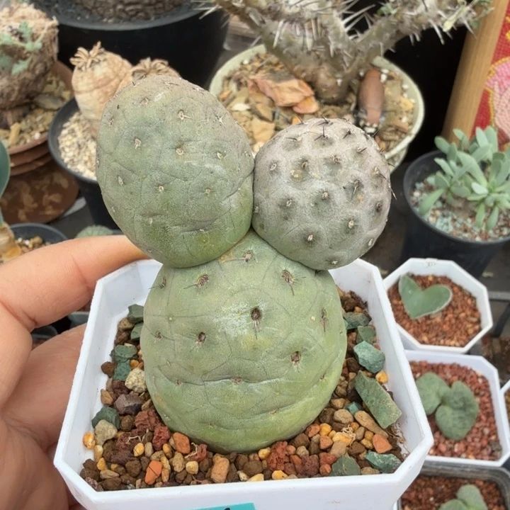 习志野（满28包邮）