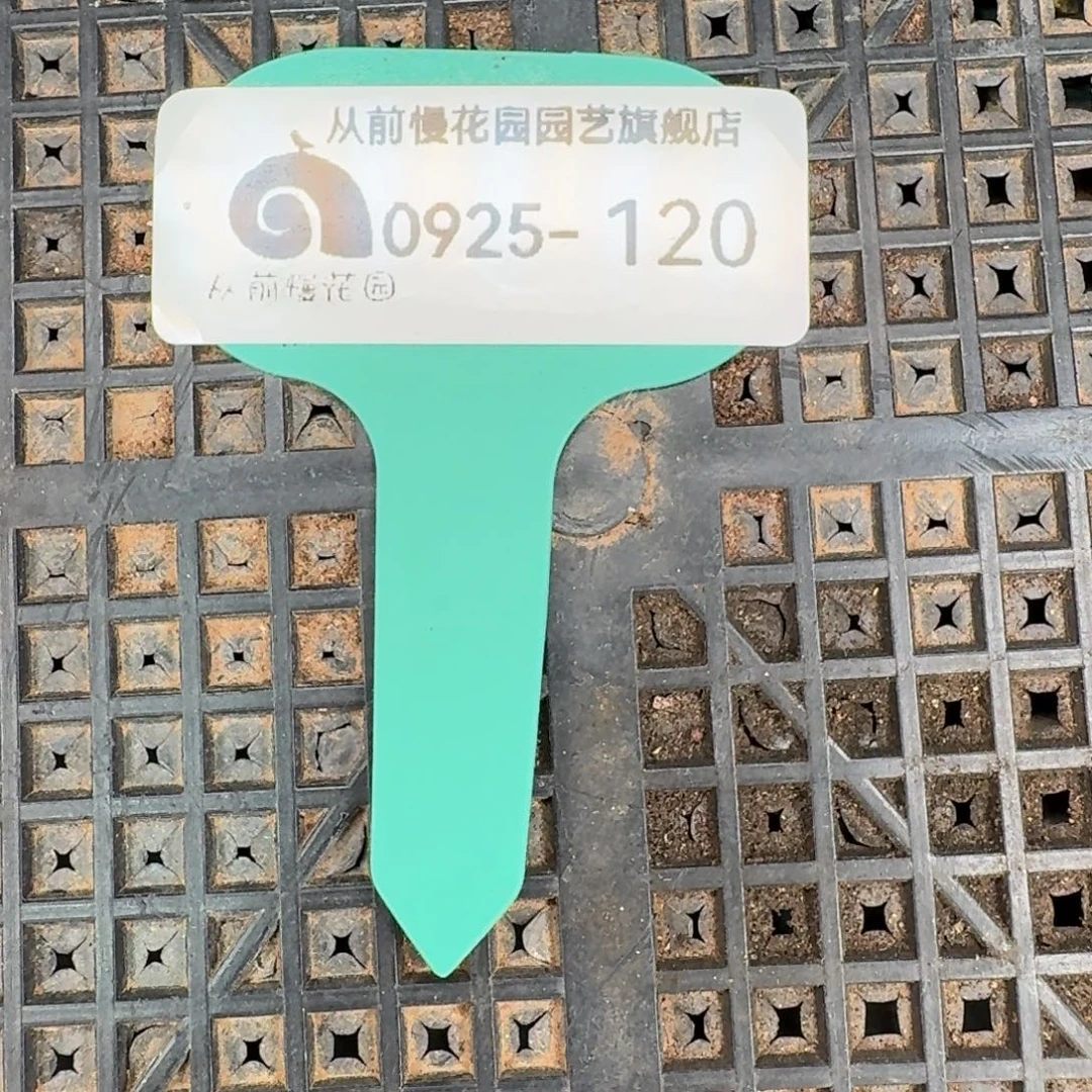 从前慢多肉精选编号0925.120