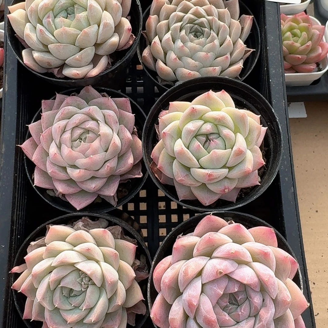 月影系多肉精品组合一物一拍1