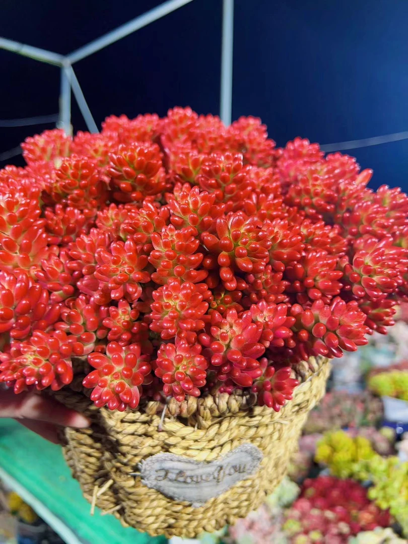 X红葡萄+草编蓝 新手好养 喜阳 耐旱 带盆带土