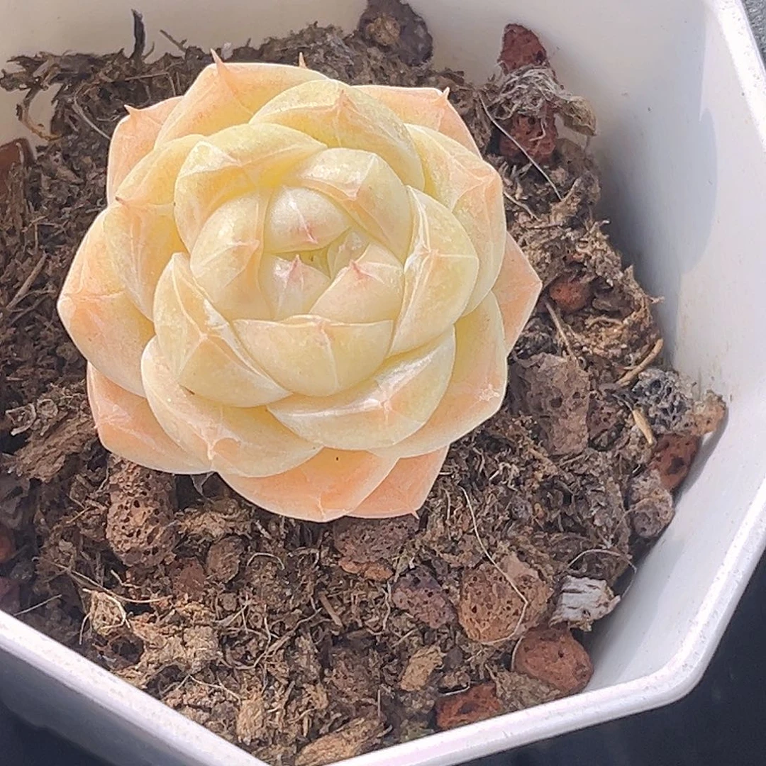 *****145 一物一拍 夏末精控