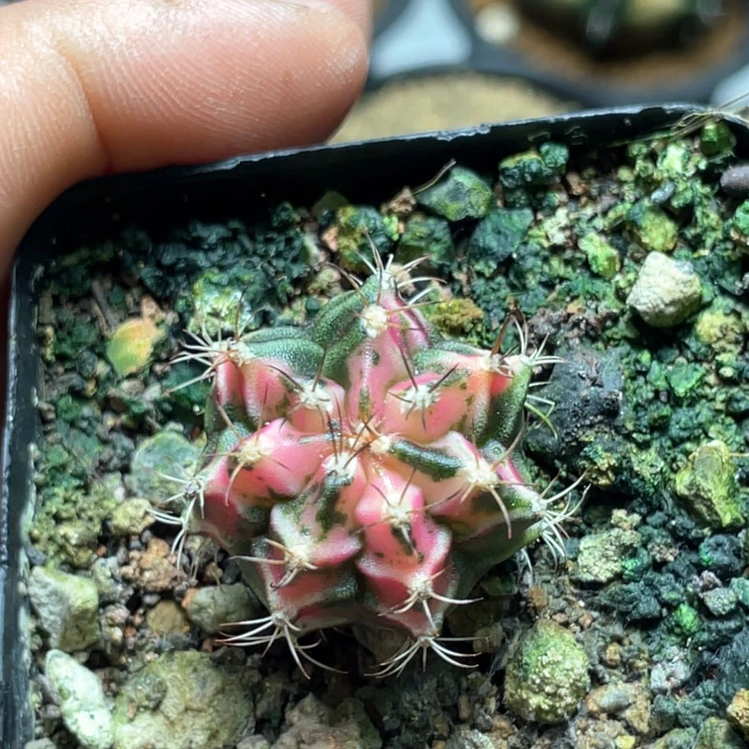 当前无花朵，栽培后可花朵淡粉米哈黎明