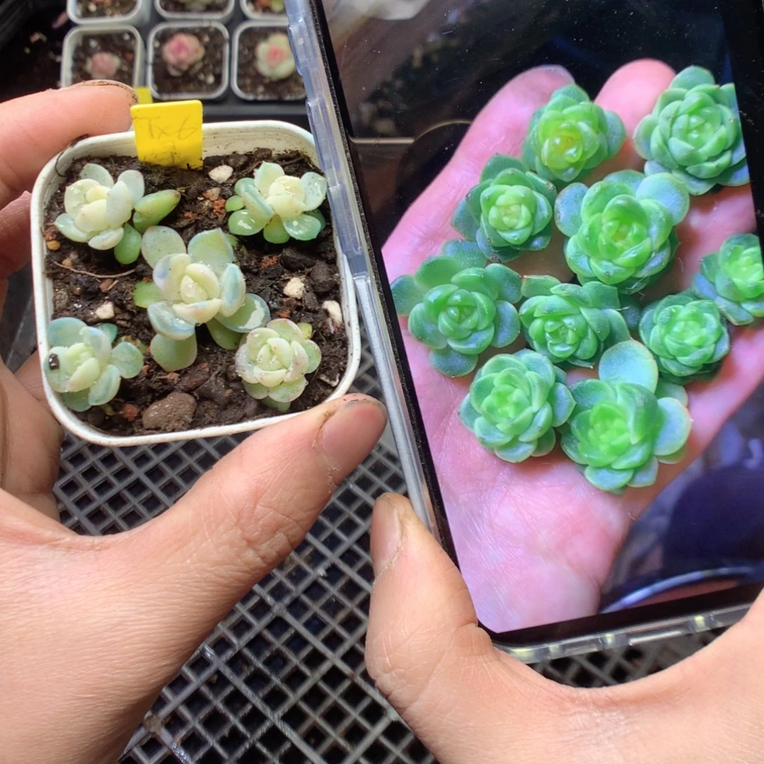 无花朵tx6。 5颗量拍yyyyy