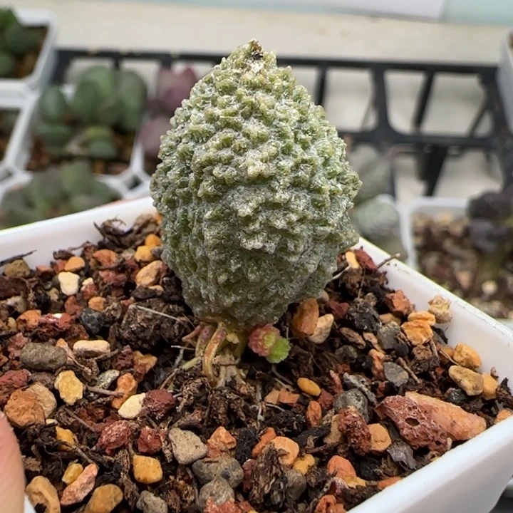 绿核桃水泡多肉植物