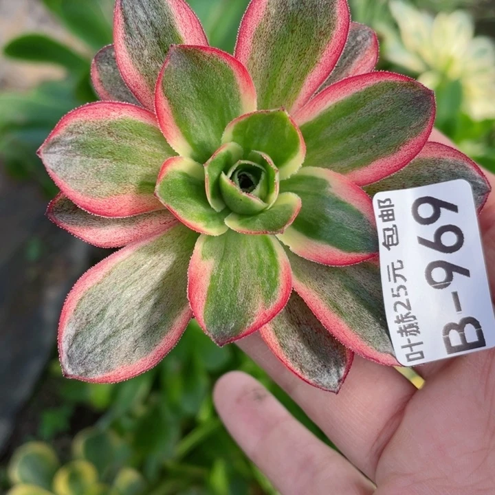 969美金玫瑰砍头12345678