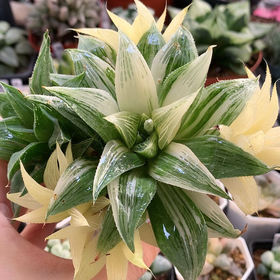 芭提雅寿锦带盆土tolo