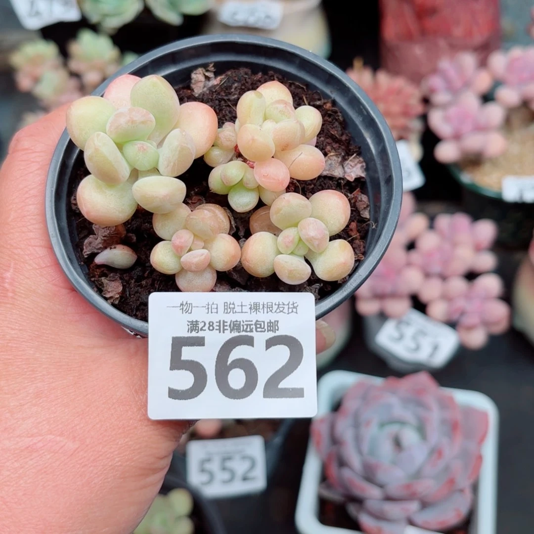 萤火虫奶整群多肉多