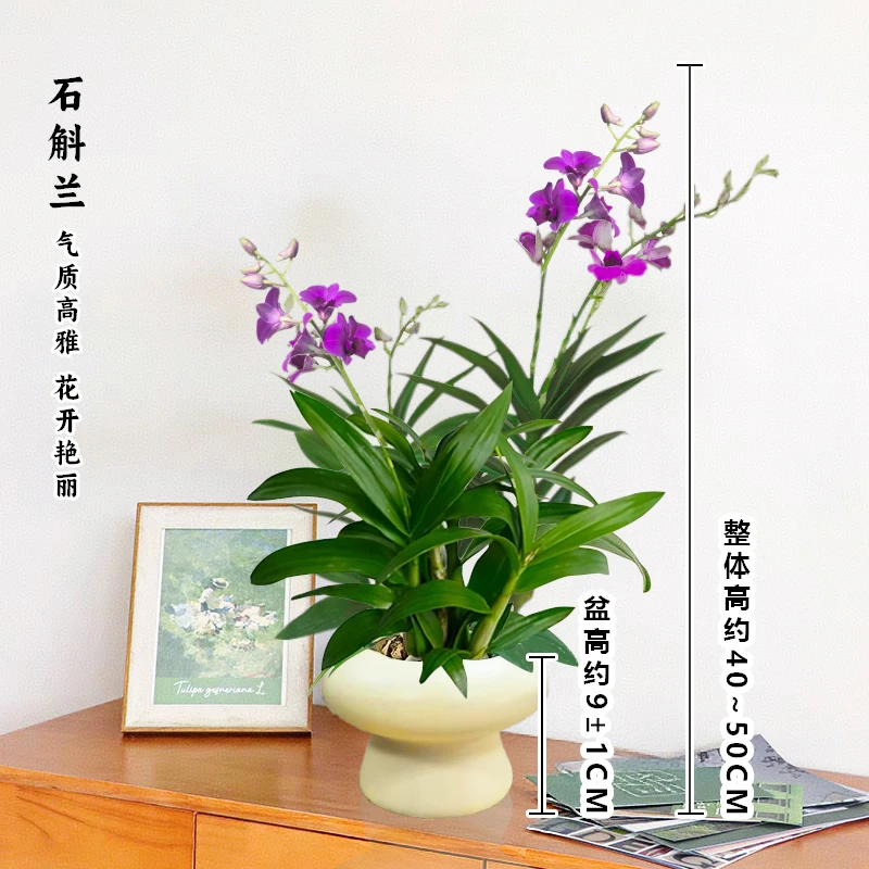 石斛兰紫粉色花盆栽兰花开花香味好养护室内外花卉绿植桌摆前台