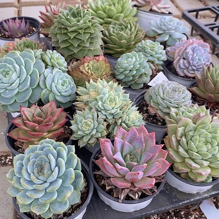 129 多肉植物盆栽花卉