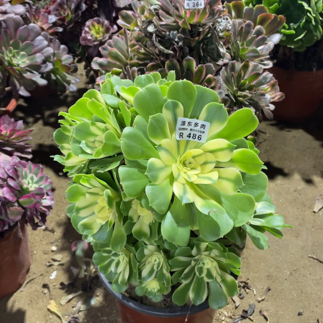 486辛尼多肉法师断枝不包