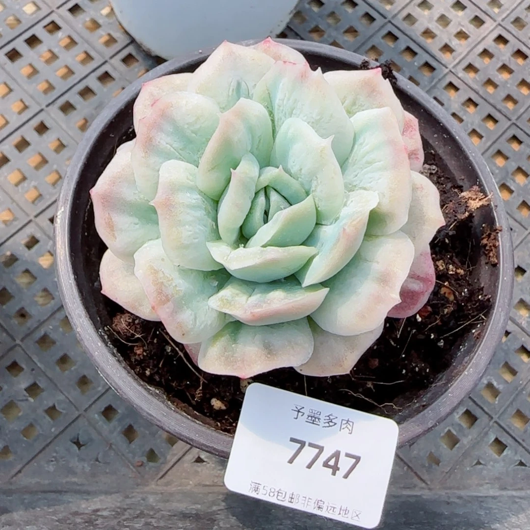 泡泡纱裙，7747多肉