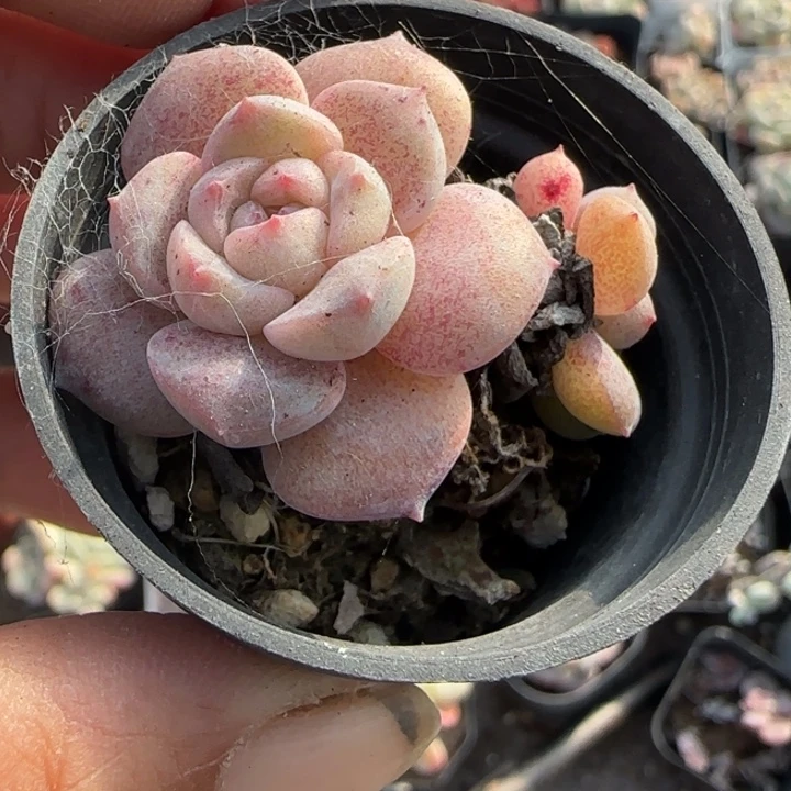 小卡拉米糖心一物一拍