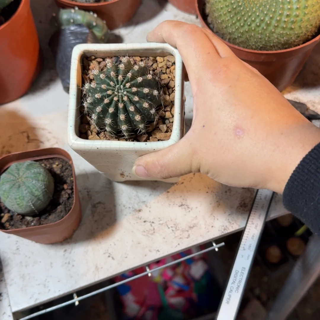 *****可口可乐可口可乐