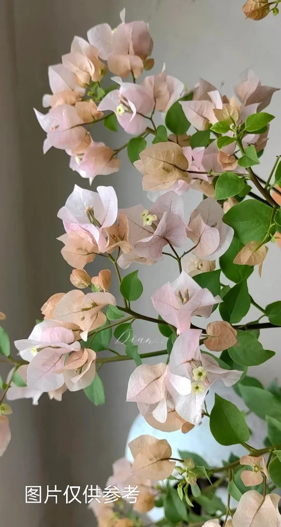 【阿达的喜悦】【终身包对版】三角梅四季开花爬藤飘枝好养护【无售后】