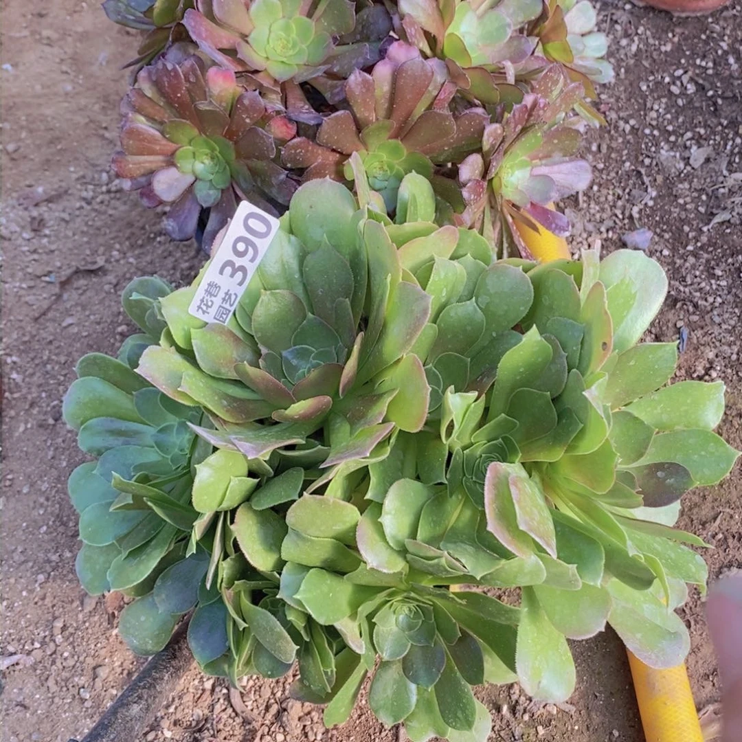 389+390 号一物一拍多肉植物