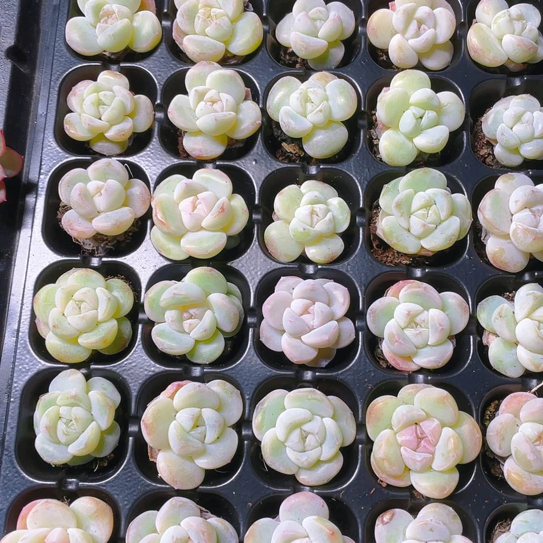玉蝴蝶穴一个满25包邮