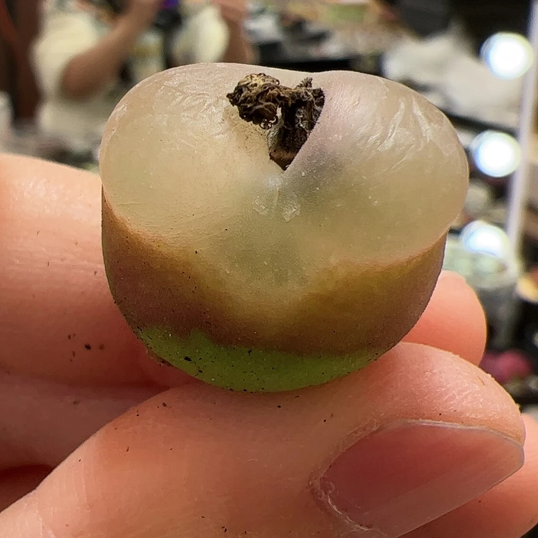 【闪购商品】154 毛毛