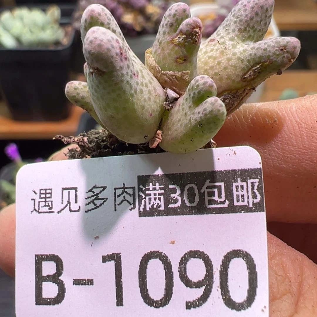 多肉植物1111111111111