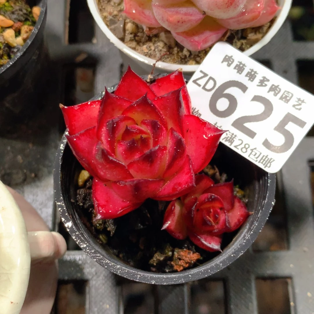 5CM拇指盆精控多肉ZD625