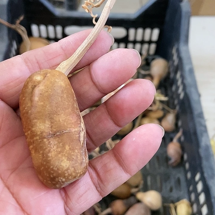 s***鹤guo f gio h vh