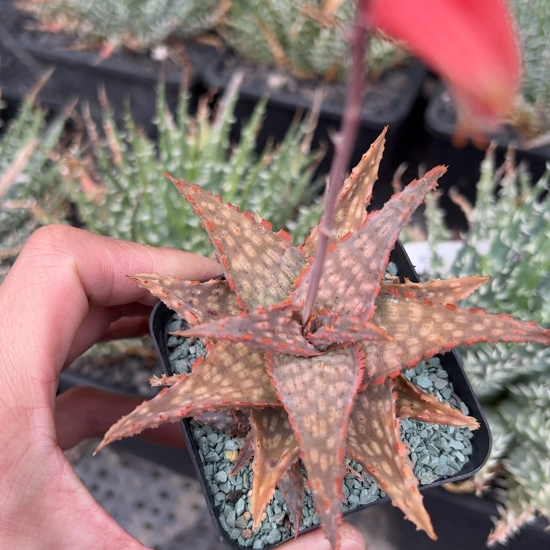 实生园艺芦荟 脱土发货