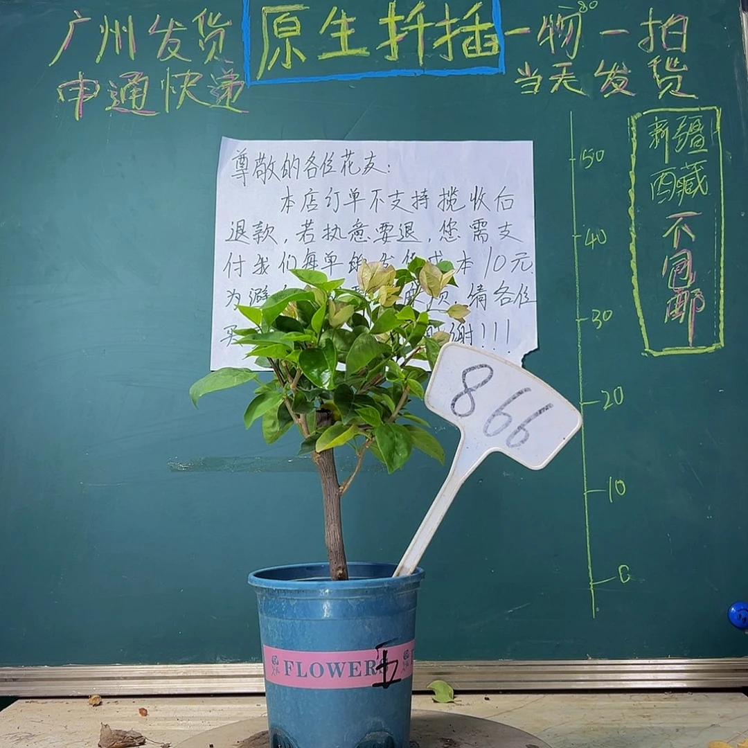 当前无花栽培后可以开花  绿叶五宝  866