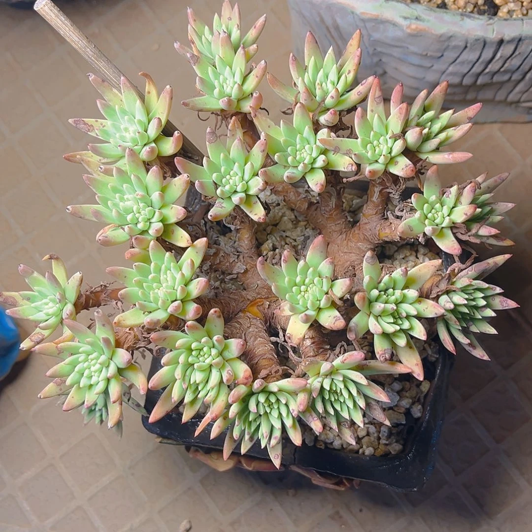 绿菊老桩多头群生