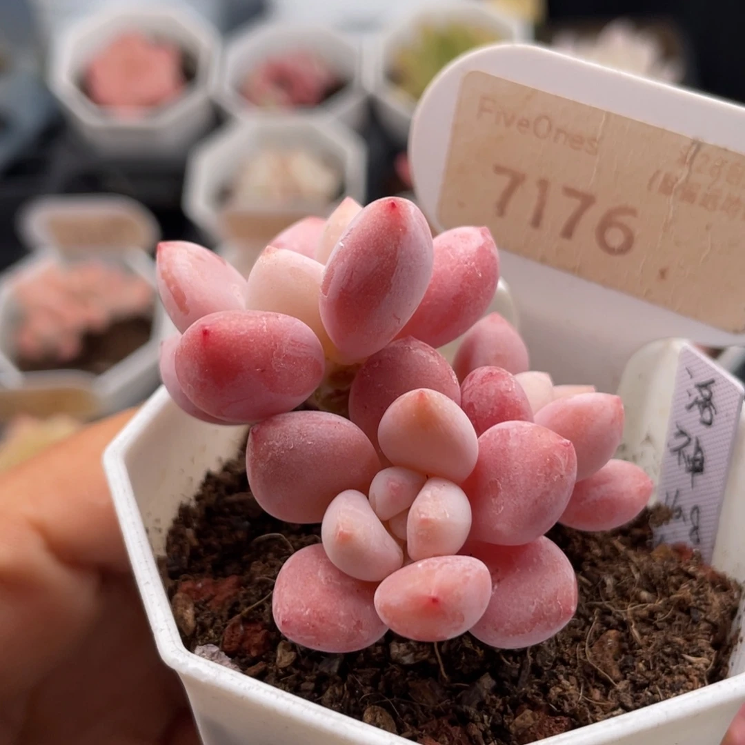 洛神7176-5.0厘米