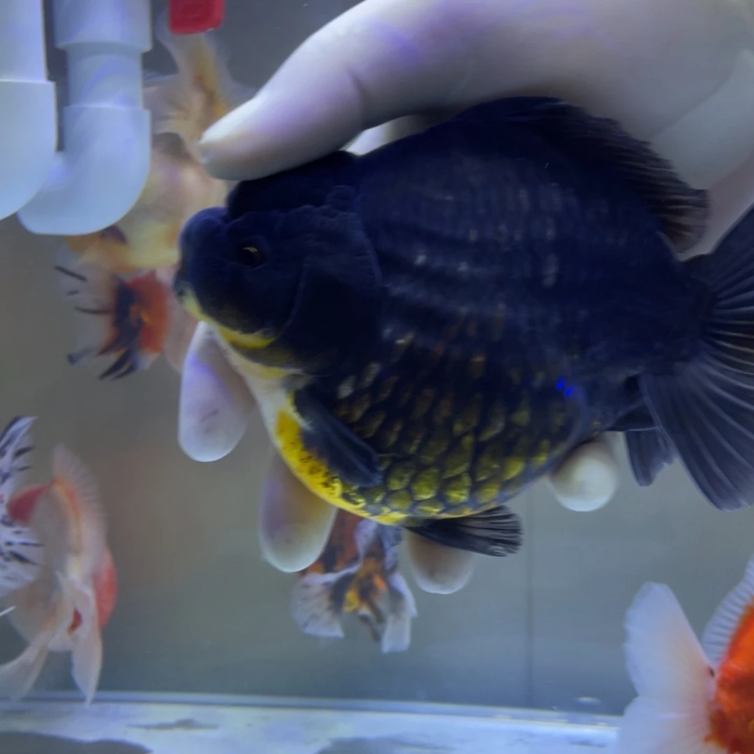 鹏***海水鱼鹏 权权金鱼黑包金