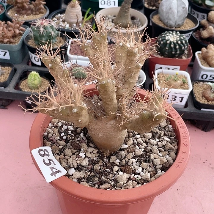 854超大黑鬼殿厚墩菊