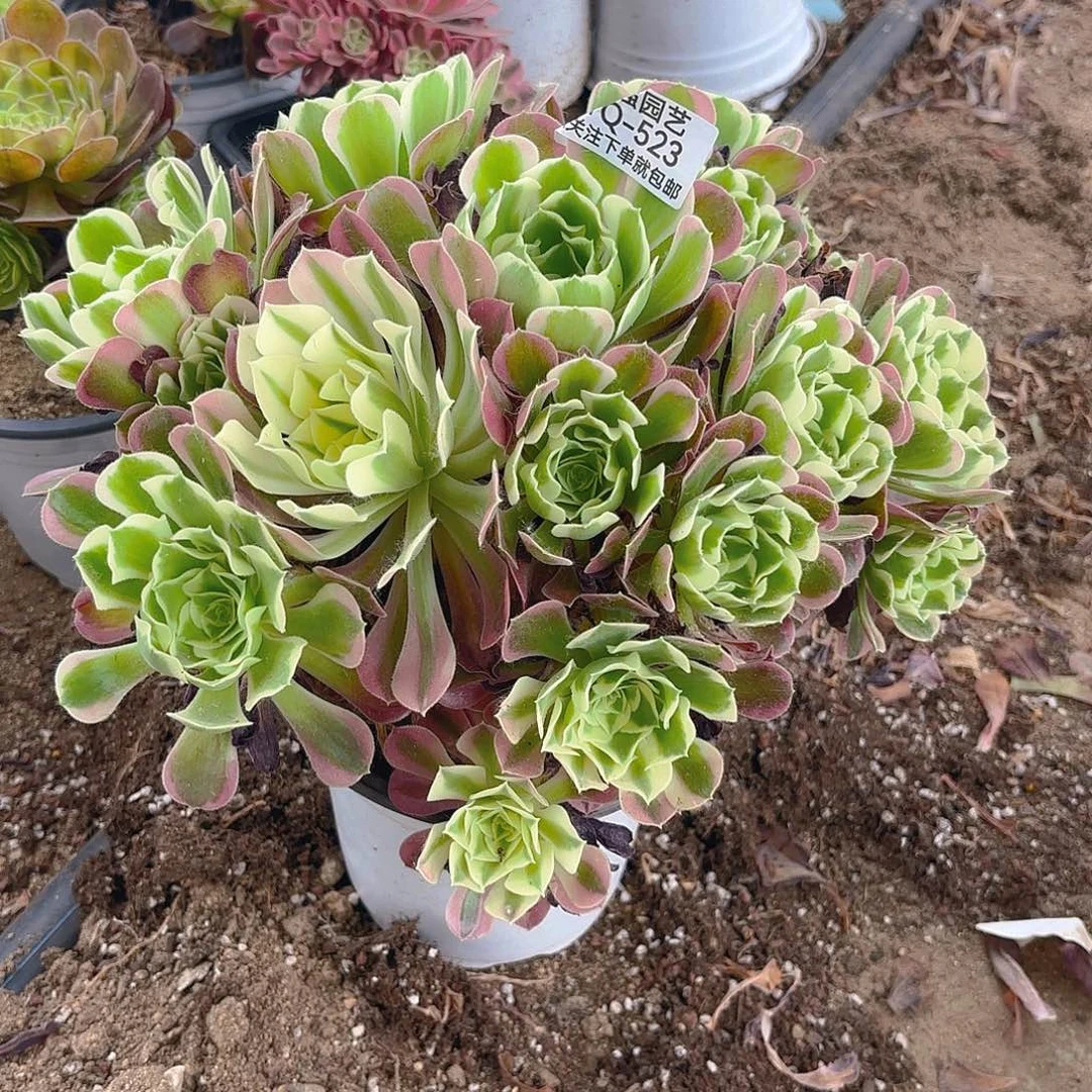 白凤多肉植物上523