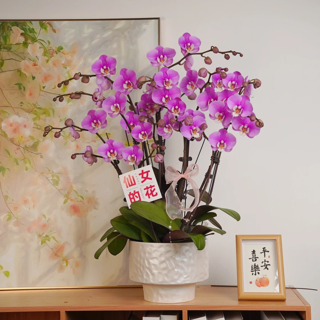 【安娜】组盆室内蝴蝶兰花盆栽开花株 四季好养护绿植叶片