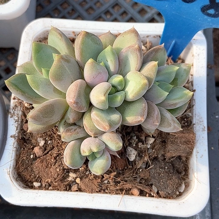 多肉植物红象牙2081