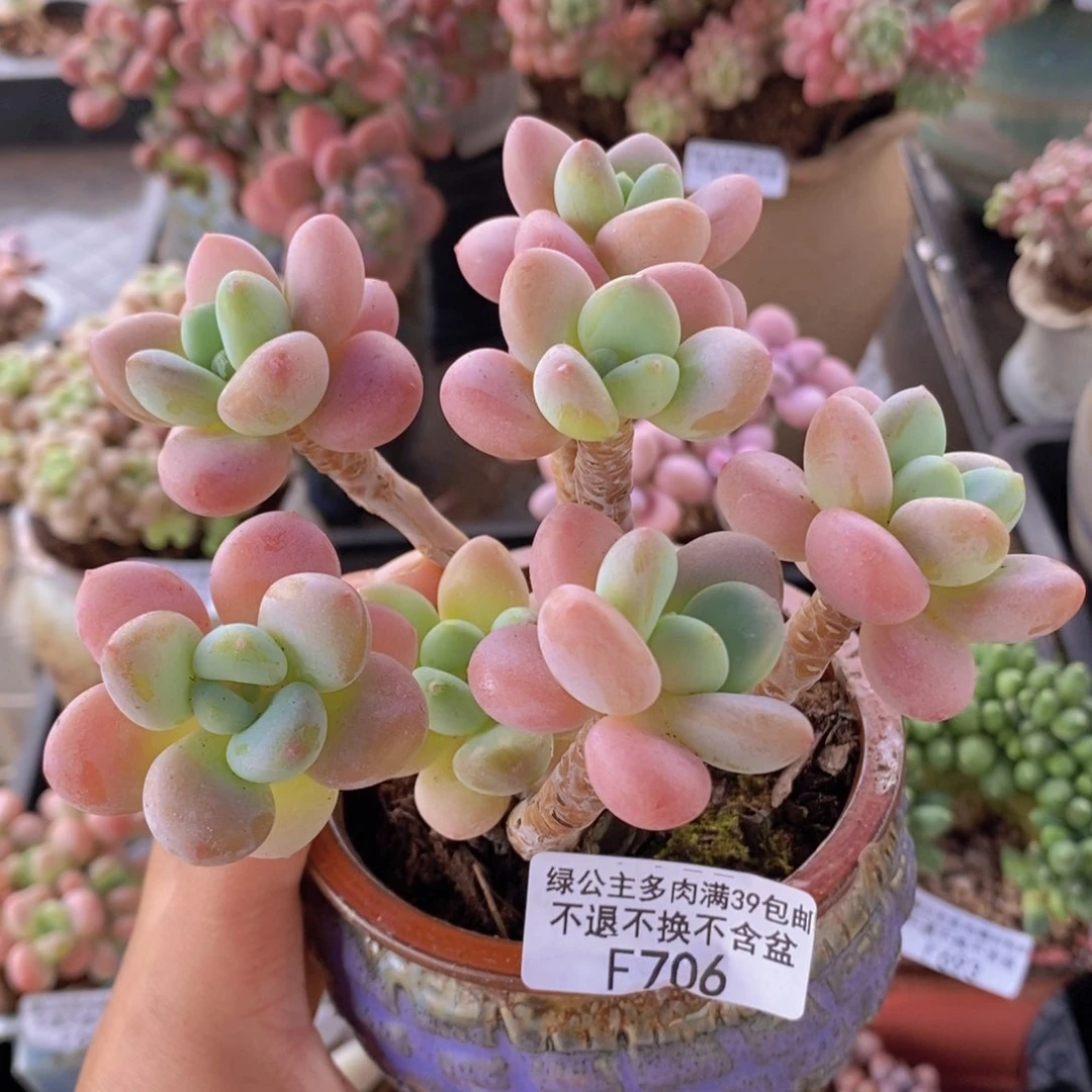 樱花洛神老桩11cm706多肉植物