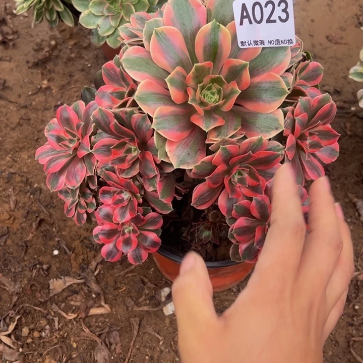 砍头女妖多肉植物023.