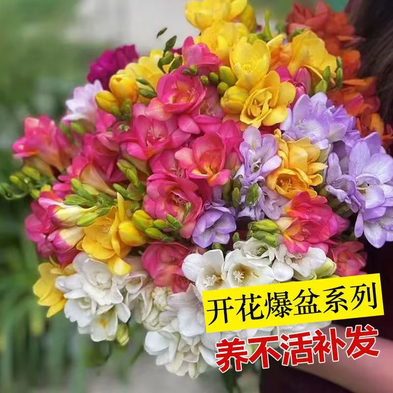 香雪兰  南北方种植多年生球根易养庭院阳台浓香型观花花卉耐寒