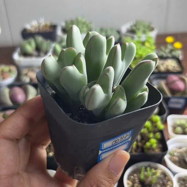 0034 少将多肉植物