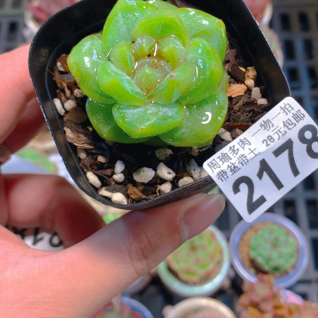 5厘米盆精控多肉2178