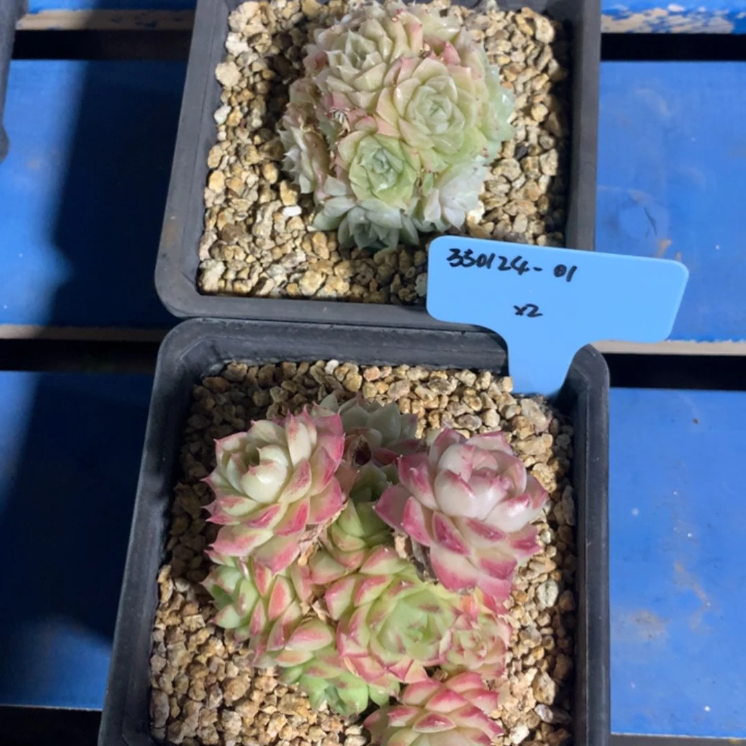 @****～350124-01杂2