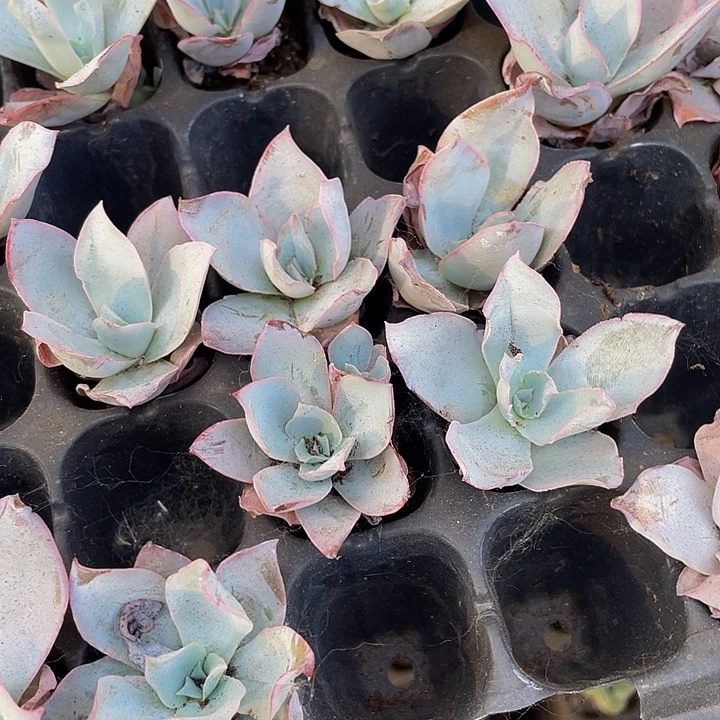 小广寒宫1元带土发