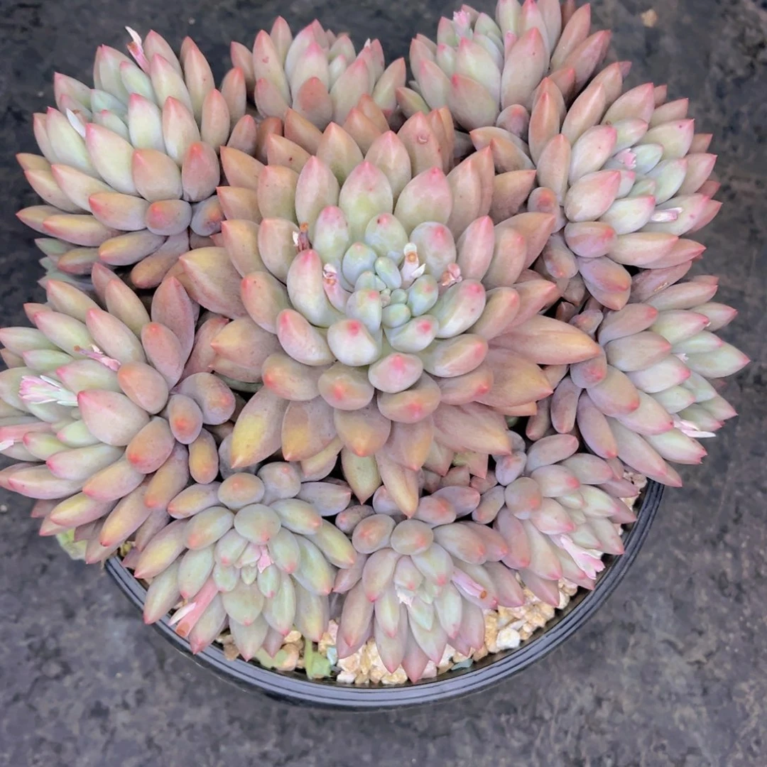 三***少多肉植物保护研究所所长的时候