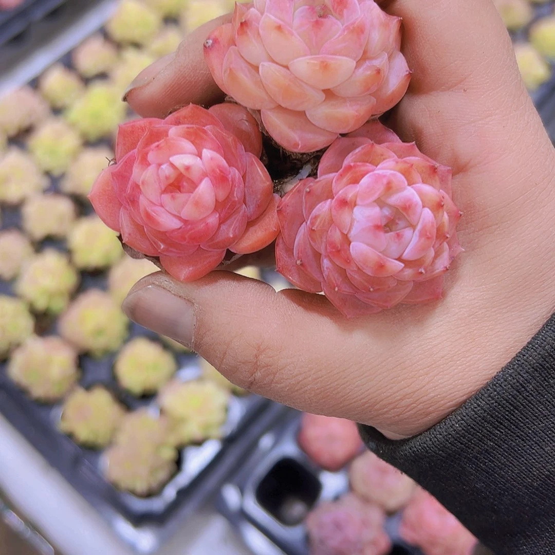 慕白3个19包邮多肉